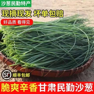 民勤沙葱自产自销品质保证