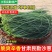民勤沙葱自产自销品质保证