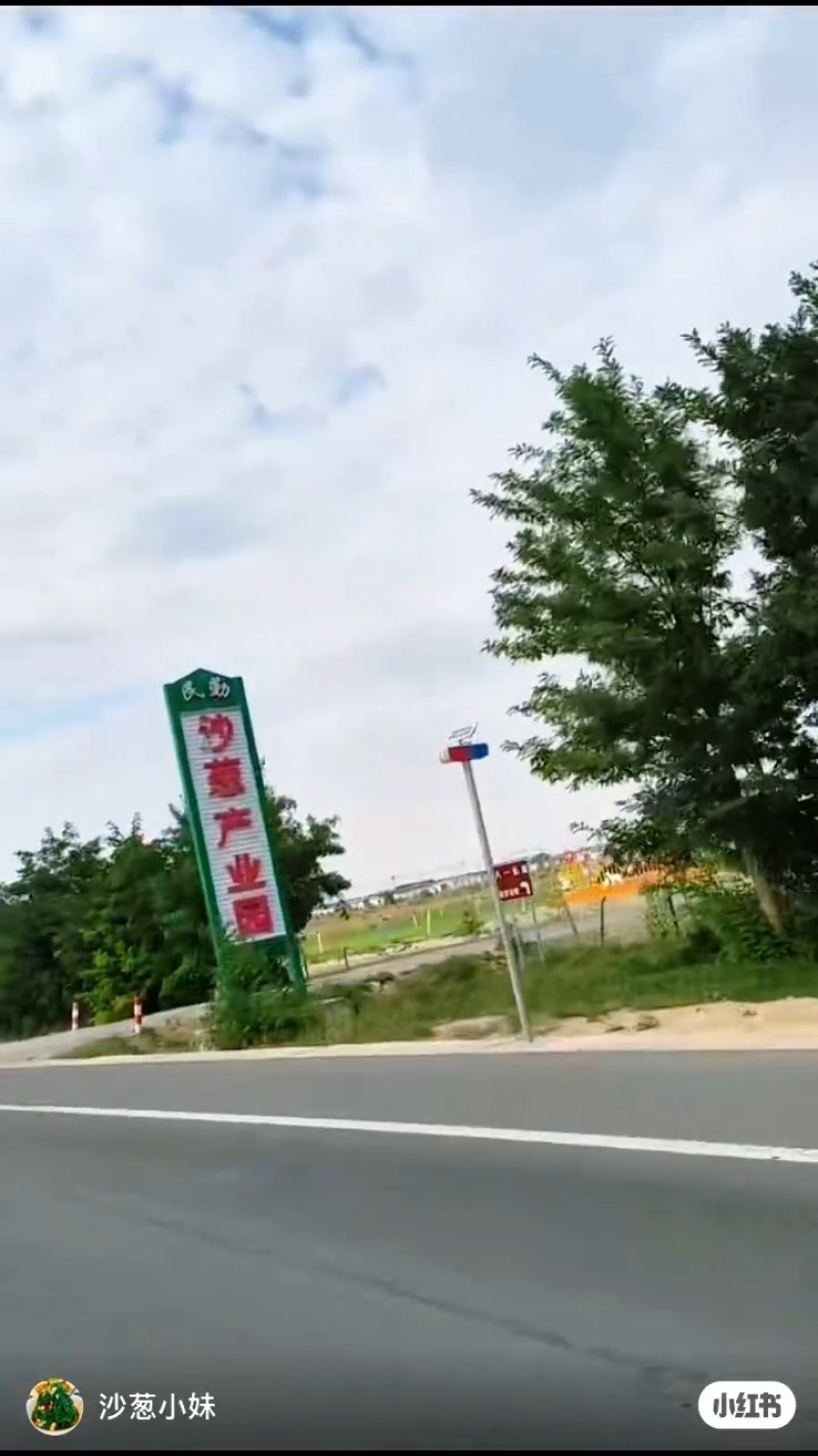 民勤沙葱自产自销品质保证