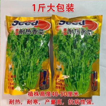 香菜种子美国耐热香菜种籽速生大叶抗热高产耐寒香菜种子