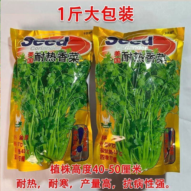 香菜种子美国耐热香菜种籽速生大叶抗热高产耐寒香菜种子