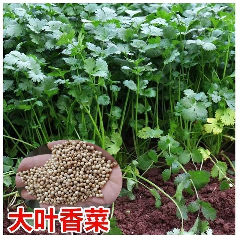 香菜种子美国耐热香菜种籽速生大叶抗热高产耐寒香菜种子