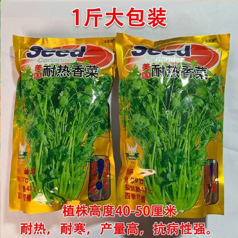 香菜种子美国耐热香菜种籽速生大叶抗热高产耐寒香菜种子
