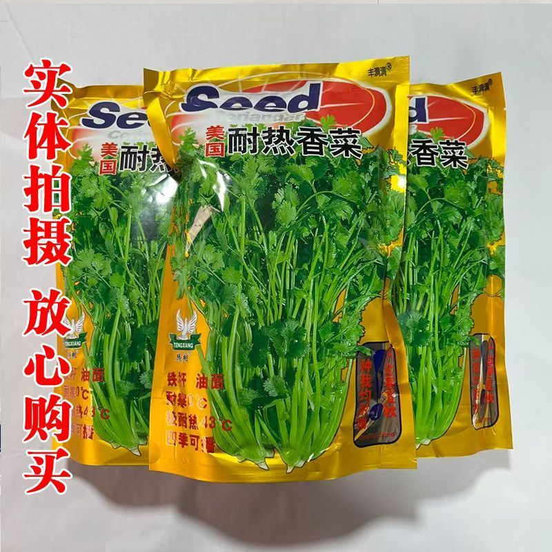 香菜种子美国耐热香菜种籽速生大叶抗热高产耐寒香菜种子