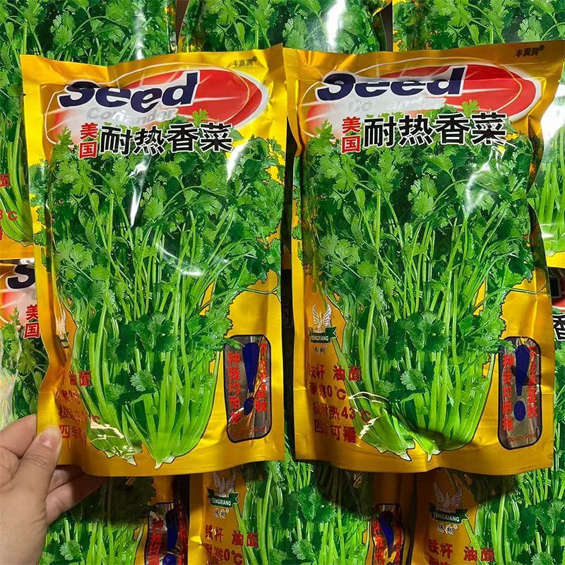 香菜种子美国耐热香菜种籽速生大叶抗热高产耐寒香菜种子