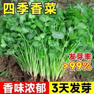 大叶香菜种子耐热高产香菜种子耐寒铁杆大叶香菜芫菜种籽