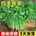 大叶香菜种子耐热高产香菜种子耐寒铁杆大叶香菜芫菜种籽