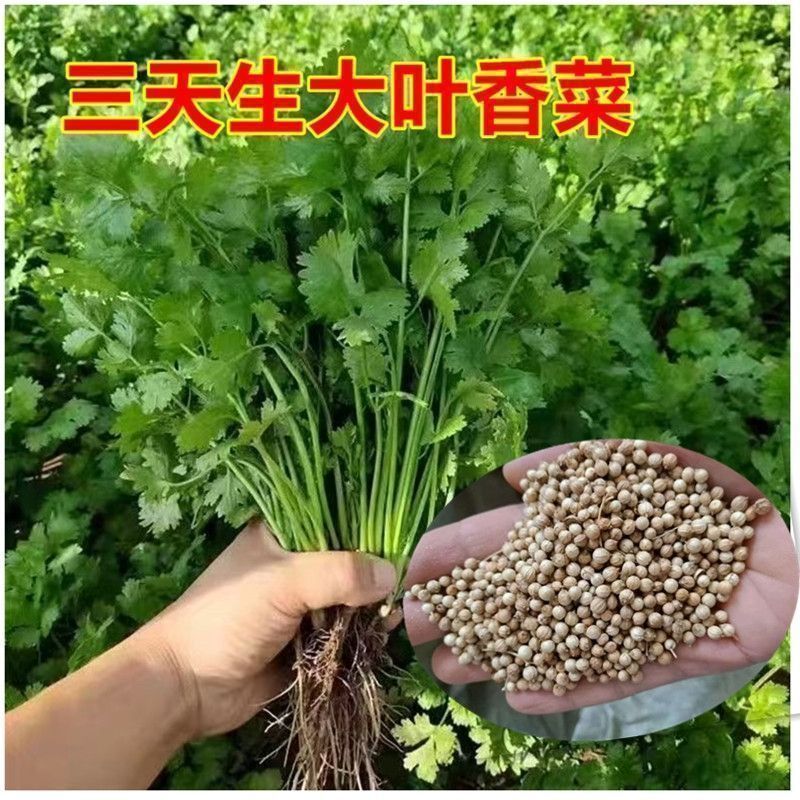 大叶香菜种子耐热高产香菜种子耐寒铁杆大叶香菜芫菜种籽