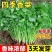 大叶香菜种子耐热高产香菜种子耐寒铁杆大叶香菜芫菜种籽