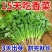 大叶香菜种子耐热高产香菜种子耐寒铁杆大叶香菜芫菜种籽