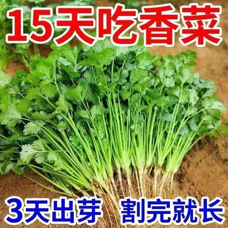 大叶香菜种子耐热高产香菜种子耐寒铁杆大叶香菜芫菜种籽