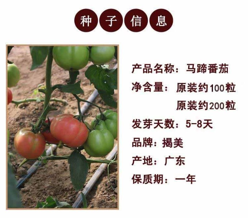 马蹄番茄种子潮汕老品种西红柿种子酸甜可口无限生长非转基种