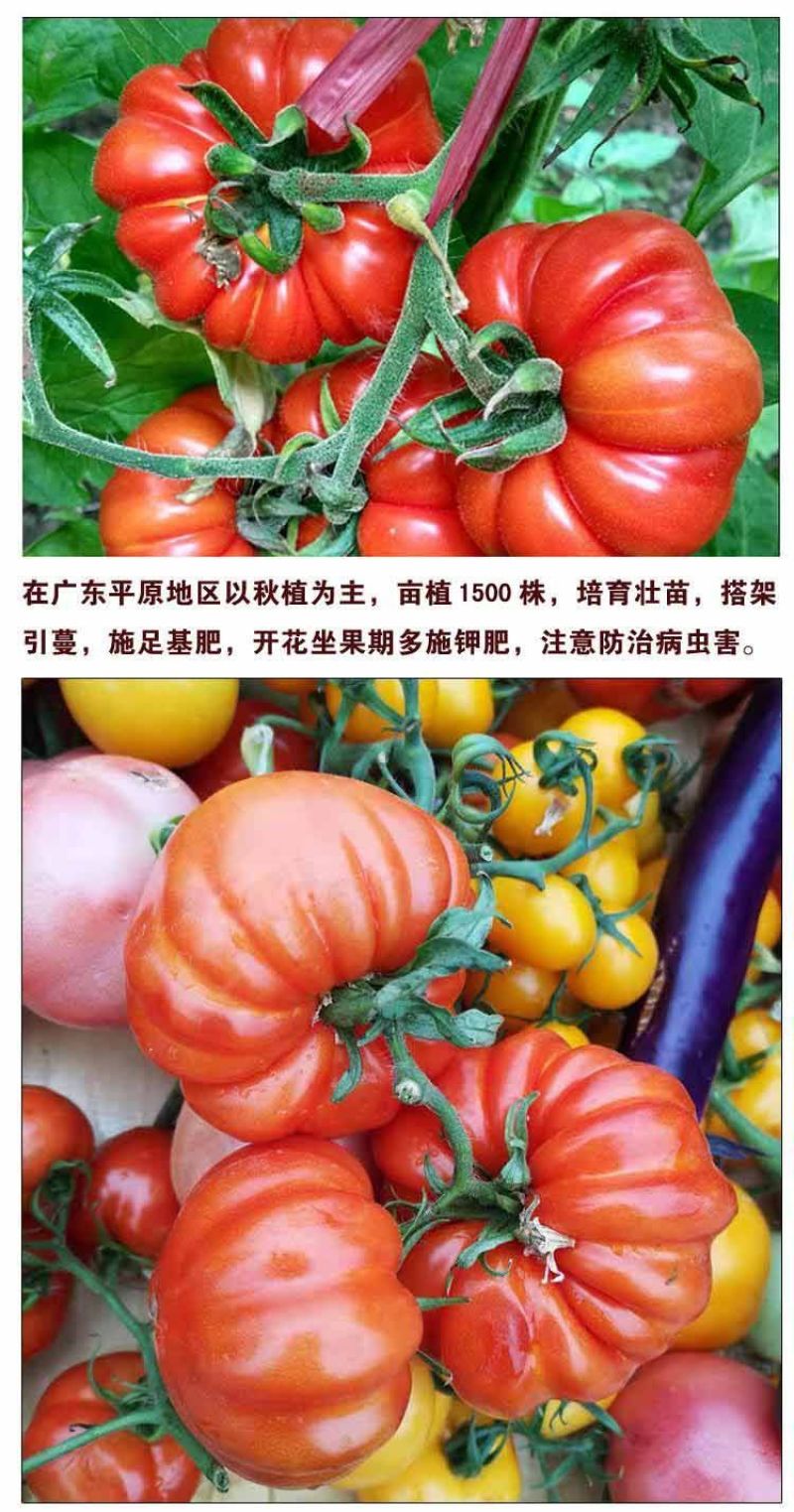 马蹄番茄种子潮汕老品种西红柿种子酸甜可口无限生长非转基种