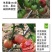 马蹄番茄种子潮汕老品种西红柿种子酸甜可口无限生长非转基种
