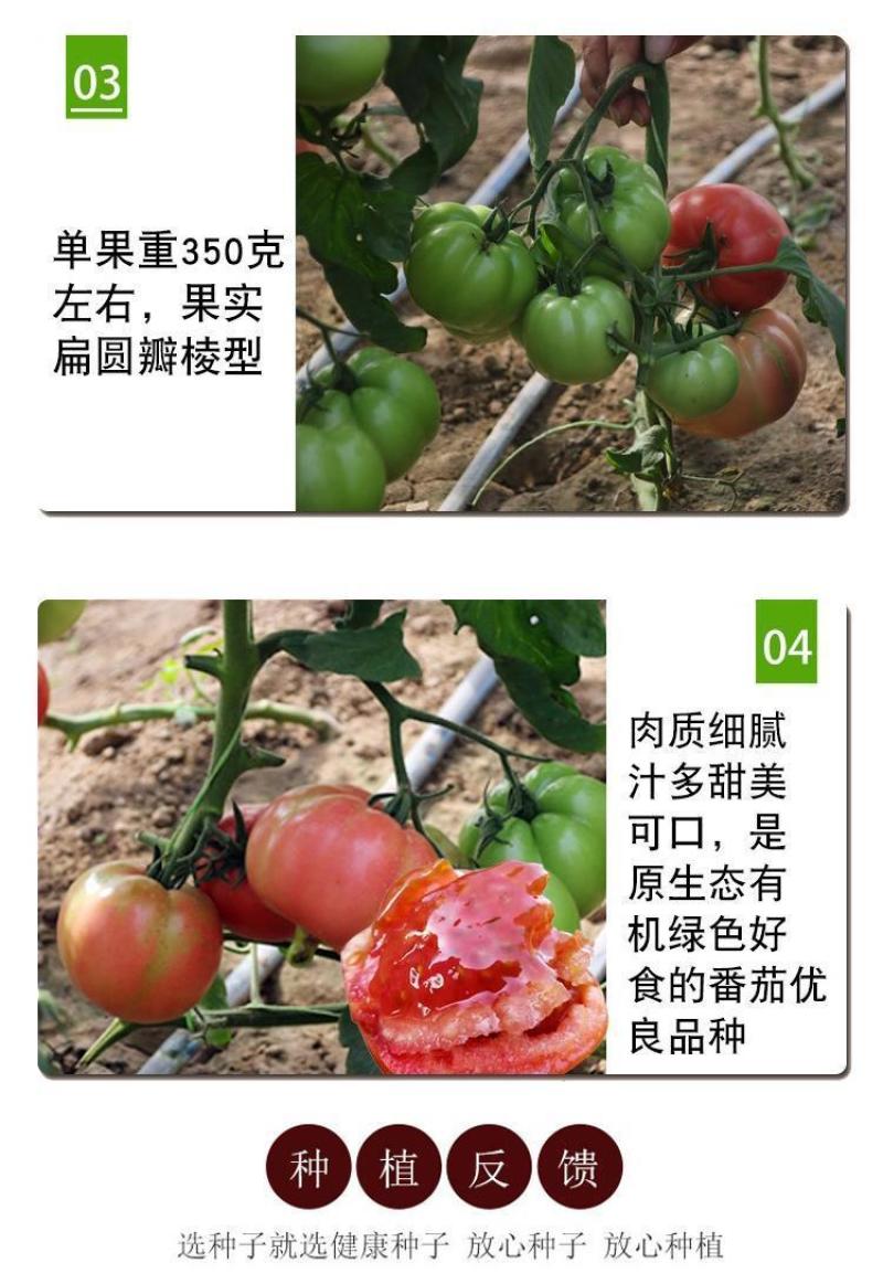 马蹄番茄种子潮汕老品种西红柿种子酸甜可口无限生长非转基种