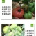 马蹄番茄种子潮汕老品种西红柿种子酸甜可口无限生长非转基种