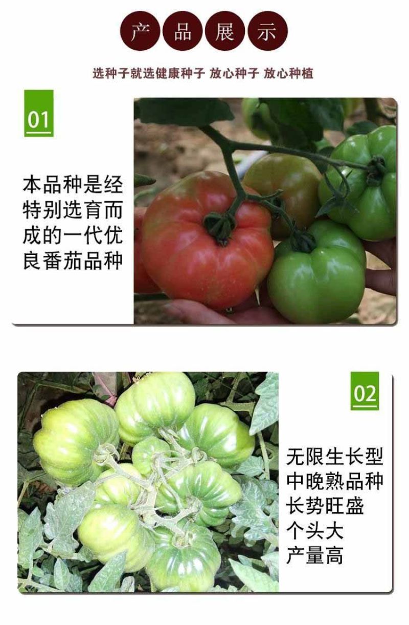 马蹄番茄种子潮汕老品种西红柿种子酸甜可口无限生长非转基种