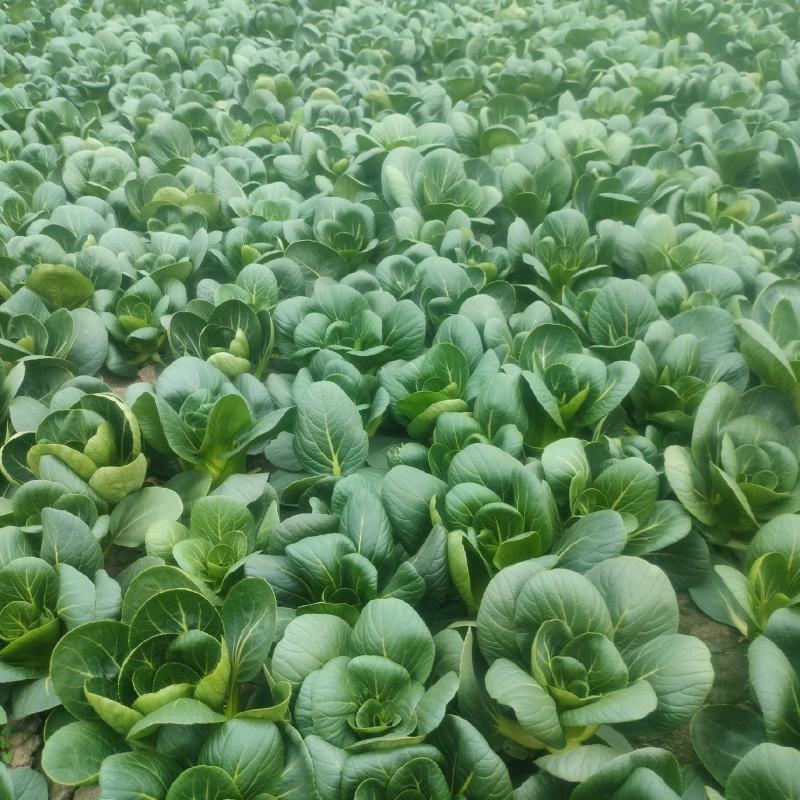 精品矮脚菜