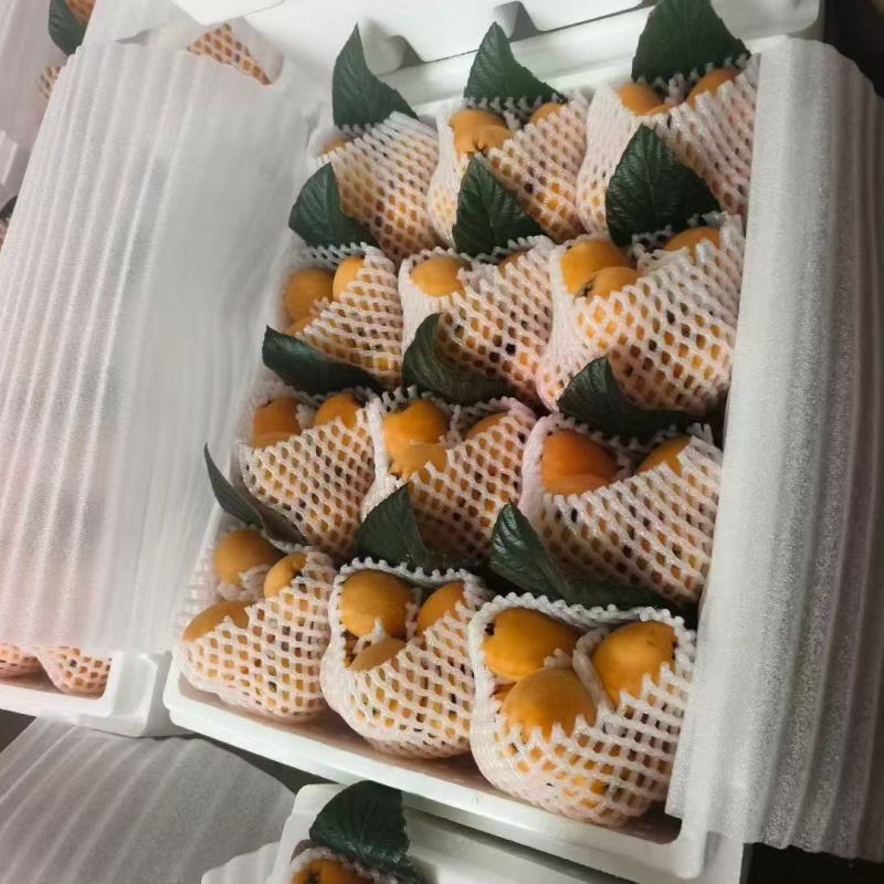 长虹枇杷新鲜水果枇杷当季现摘现发长虹琵琶支持大量批发