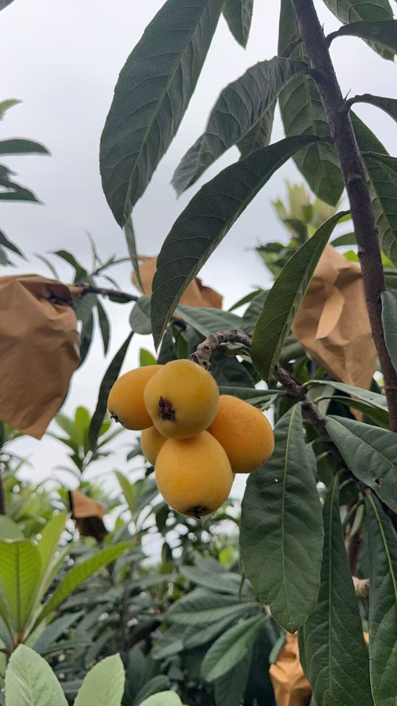 长虹枇杷新鲜水果枇杷当季现摘现发长虹琵琶支持大量批发