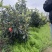 长虹枇杷新鲜水果枇杷当季现摘现发长虹琵琶支持大量批发