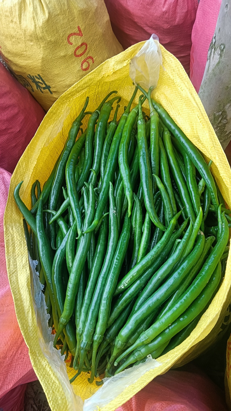 3号线椒精品货。大量供应市场