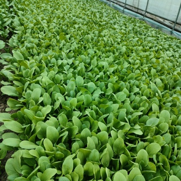 翠绿鸡毛菜