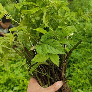 三叶青插杆苗，籽育苗，品质保证，基地直发，假一赔十