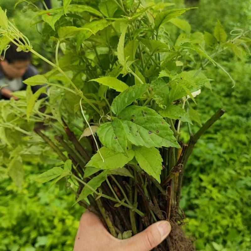 三叶青插杆苗，籽育苗，品质保证，基地直发，假一赔十
