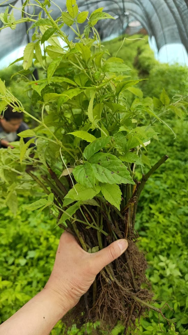 三叶青插杆苗，籽育苗，品质保证，基地直发，假一赔十