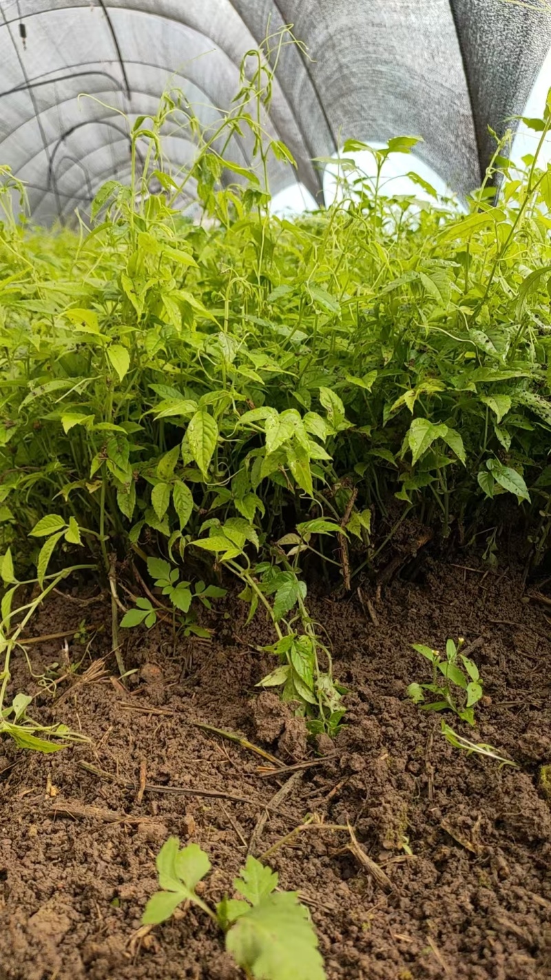三叶青插杆苗，籽育苗，品质保证，基地直发，假一赔十