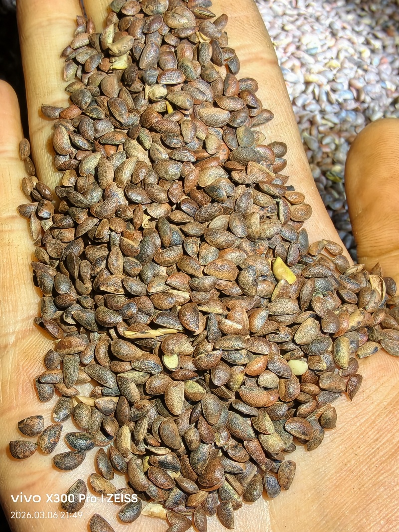 厚皮黄柏籽新鲜现货发芽率高家里种了几十亩可看