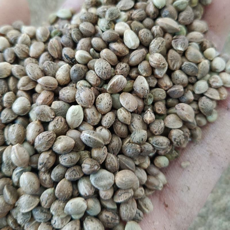 批发火麻子颗粒饱满，无杂质
