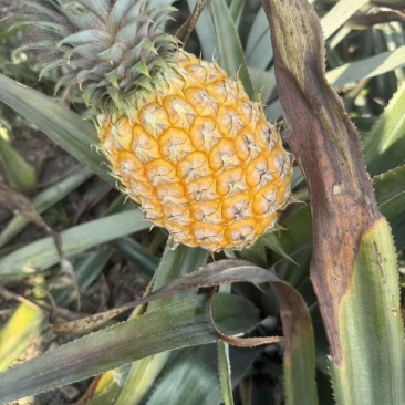 香水菠萝产地大量供应中，对接电商平台团购市场，支持来看货