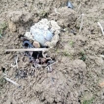 恩施州利川市富硒野生鲜薇菜、薇菜干（纯野生移栽）