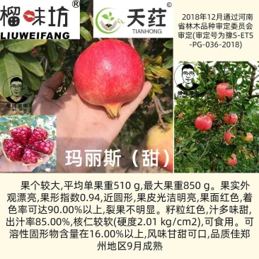 软籽石榴玛丽斯慕乐软籽石榴成年大树非突尼斯软籽石榴树苗