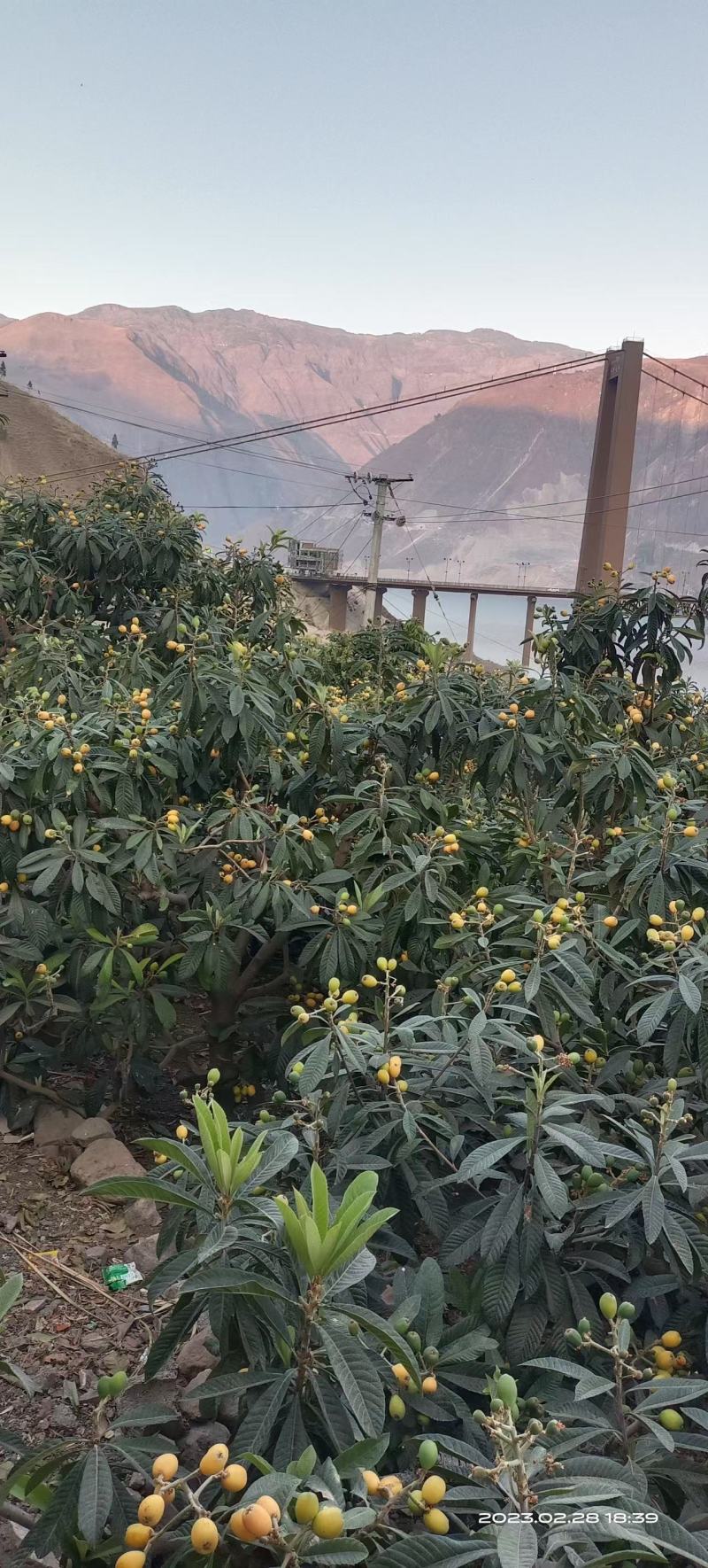 大五星枇杷