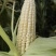 云南糯玉米新鲜糯玉米，精品好货