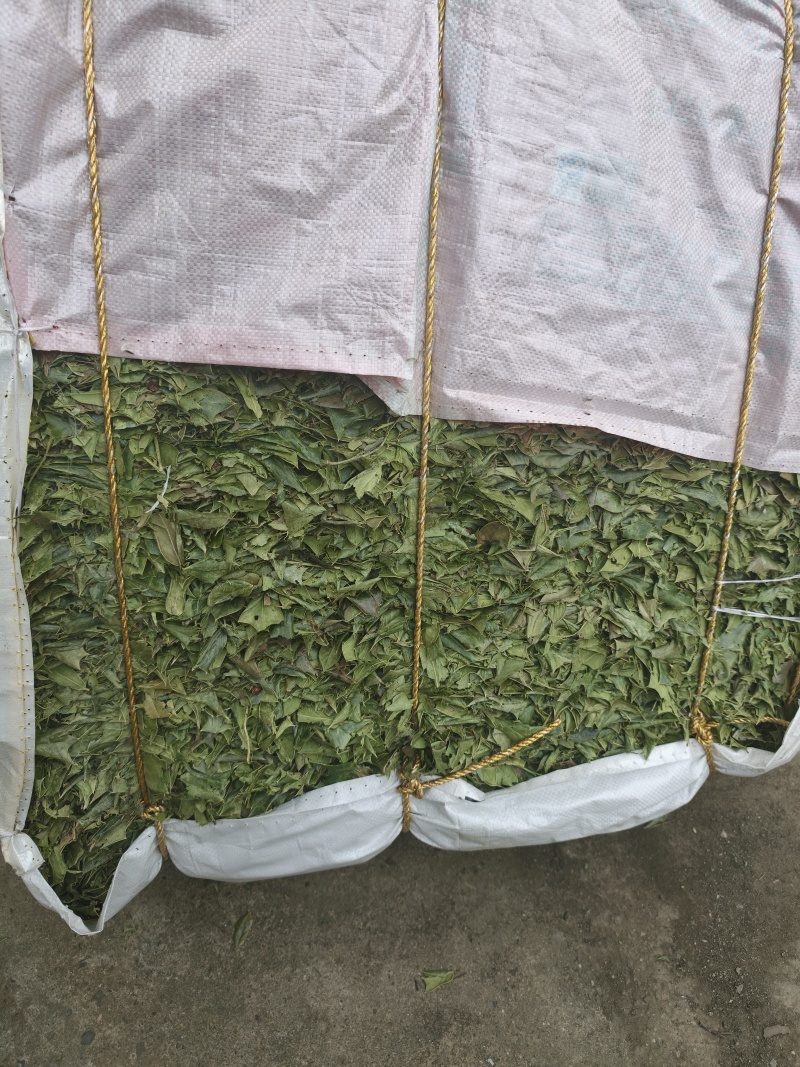 枸骨叶，老虎刺，精品干货无枝杆