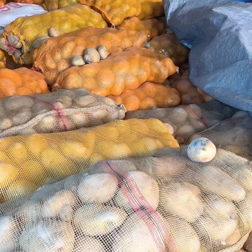 次品土豆可用预制菜打粉食堂货