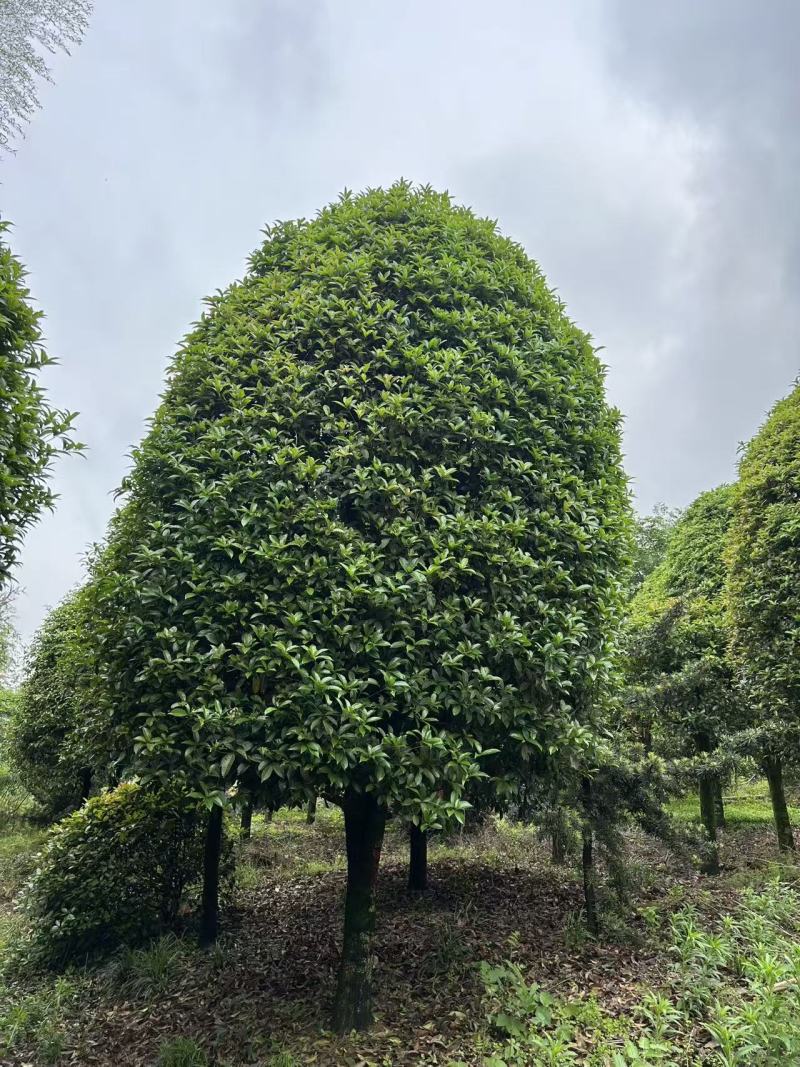 桂花苗木