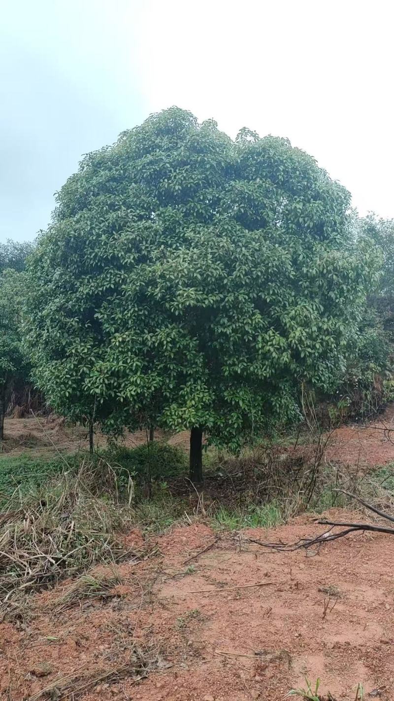 桂花苗木