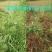 黄精，玉竹，魔芋精喹禾灵厂家量大优惠欢迎咨询