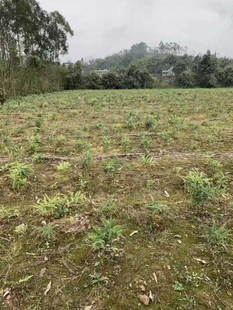 黄精，玉竹，魔芋精喹禾灵厂家量大优惠欢迎咨询