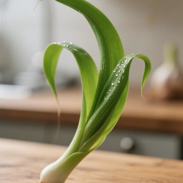 大蒜苗