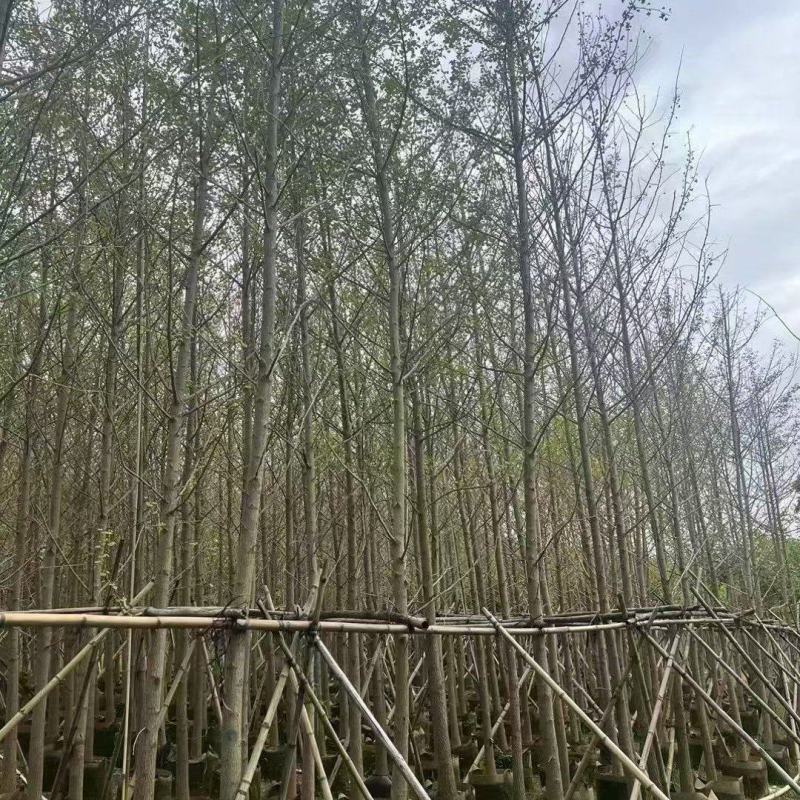 大量出售银杏5-10分