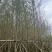 大量出售银杏5-10分