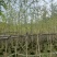 大量出售银杏5-10分
