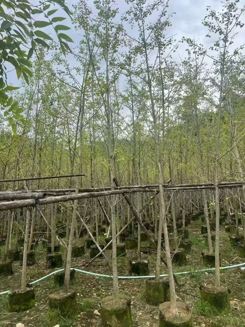 大量出售银杏5-10分