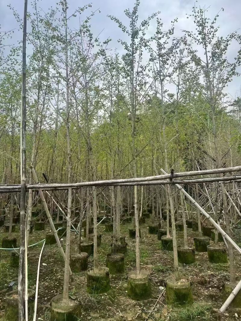 大量出售银杏5-10分